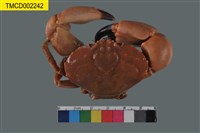 藏品(繆氏哲蟹)的圖片